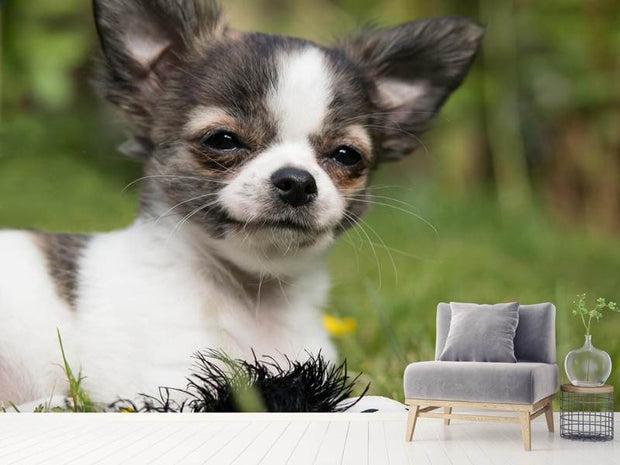 Fotótapéták Chihuahua to fall in love