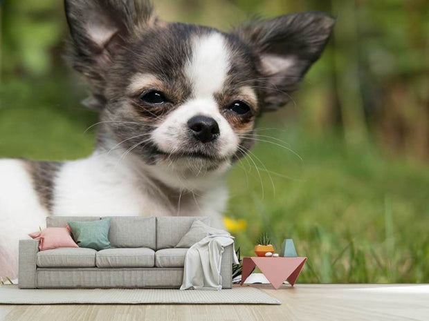 Fotótapéták Chihuahua to fall in love