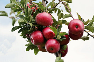 Fotótapéták Close up apple tree