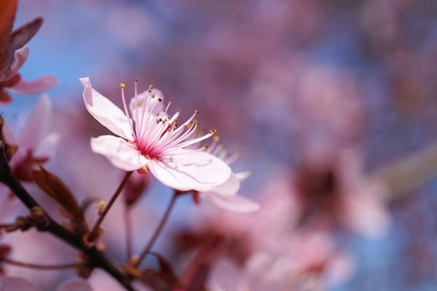 Fotótapéták Close up cherry blossom
