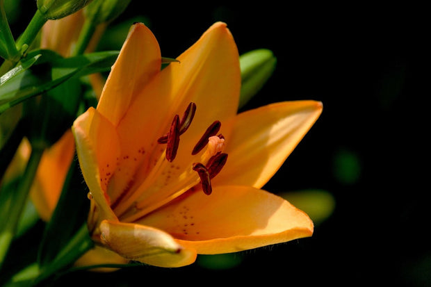 Fotótapéták Close up lily in orange