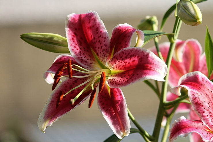 Fotótapéták Close up lily in red