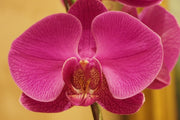 Fotótapéták Close up orchid in pink