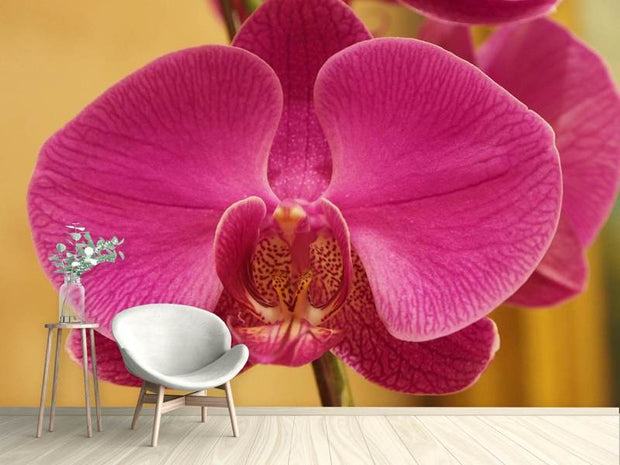 Fotótapéták Close up orchid in pink