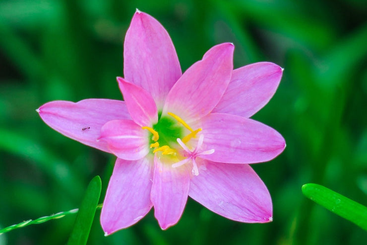 Fotótapéták Close up of pink blossom