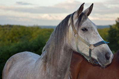 Fotótapéták The arabian thoroughbred