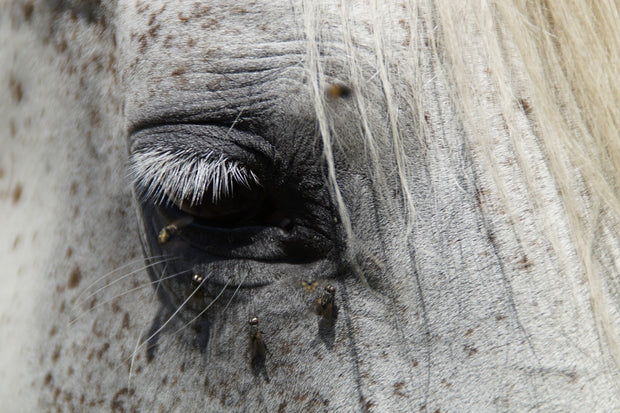 Fotótapéták The eye of the horse