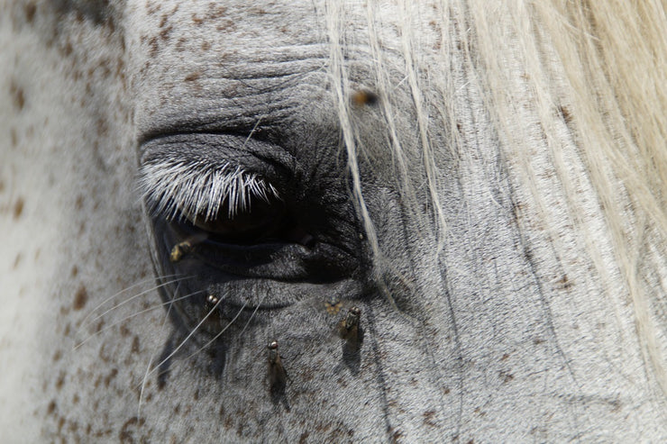 Fotótapéták The eye of the horse