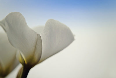 Fotótapéták The leaf of a lily blossom