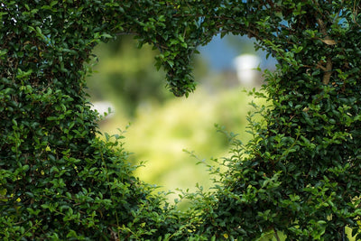 Fotótapéták The heart in the hedge