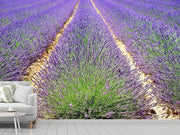 Fotótapéták The lavender field