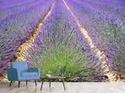 Fotótapéták The lavender field