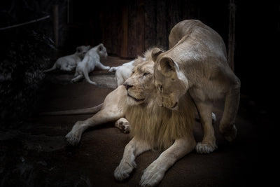 Fotótapéták The lion couple