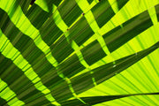 Fotótapéták The palm leaf in XL