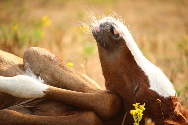 Fotótapéták The sleeping horse