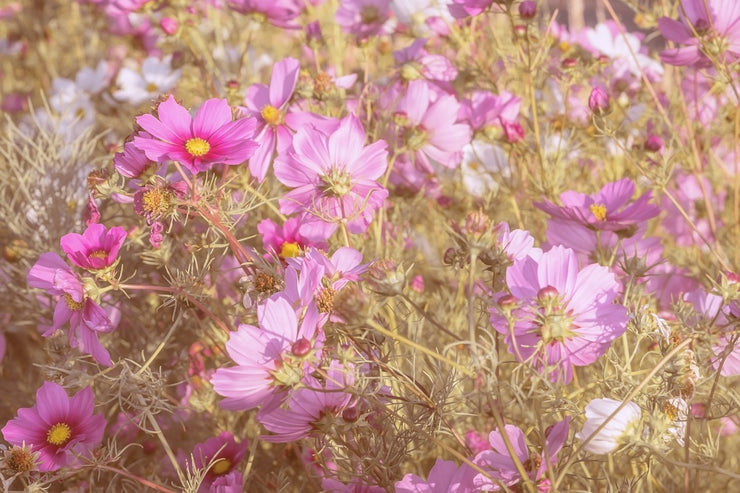 Fotótapéták The jewelry basket Cosmea