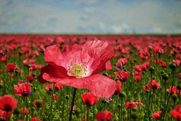 Fotótapéták The lush poppy field