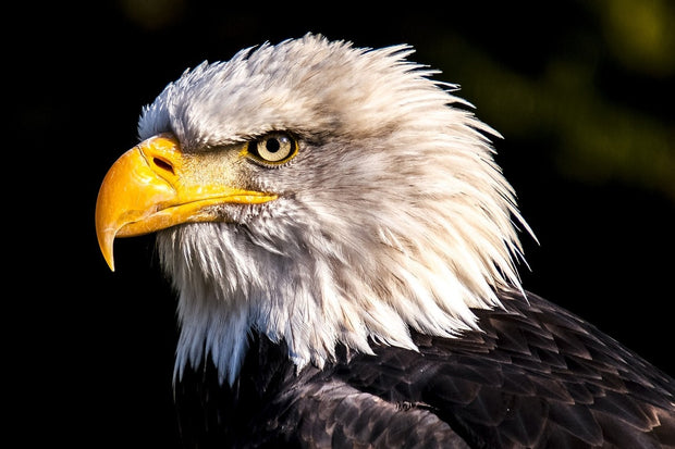 Fotótapéták The eagle head