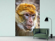Fotótapéták The Barbary macaque