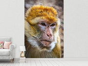 Fotótapéták The Barbary macaque
