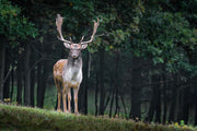 Fotótapéták The fallow deer 2