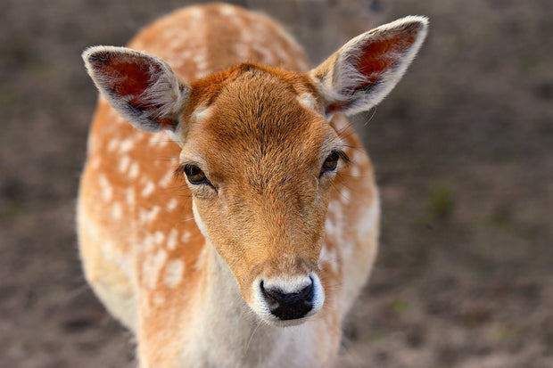 Fotótapéták The fallow deer