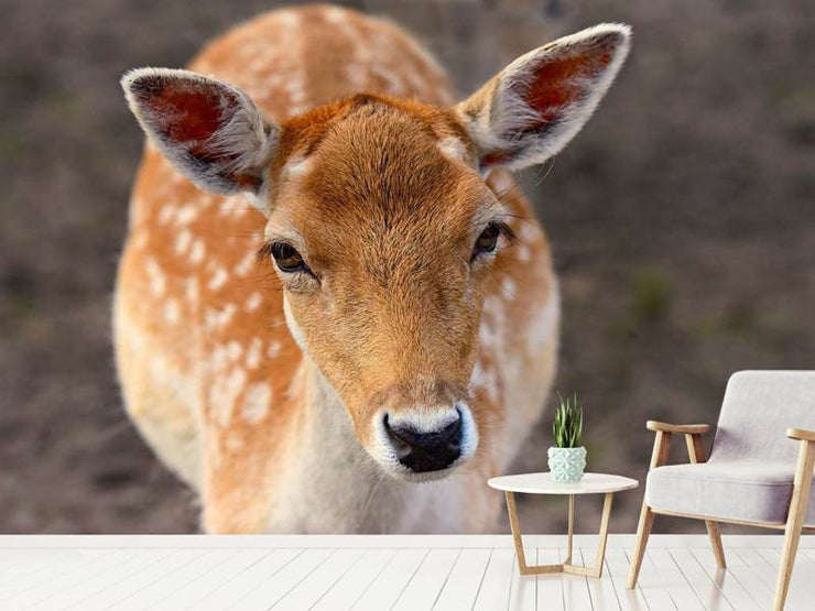 Fotótapéták The fallow deer