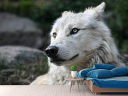 Fotótapéták The lonely wolf