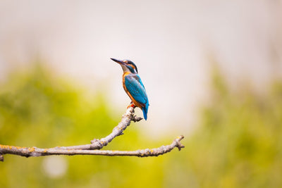 Fotótapéták The kingfisher