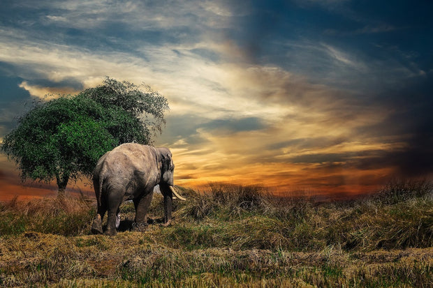 Fotótapéták The elephant in the sunset