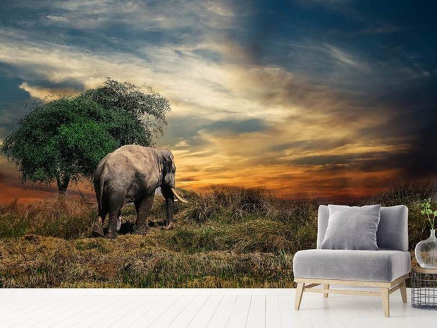 Fotótapéták The elephant in the sunset