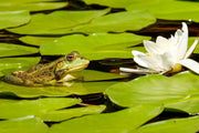 Fotótapéták The frog and the water lily