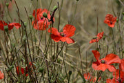 Fotótapéták The poppy in nature