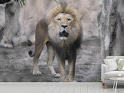 Fotótapéták The lion and his kingdom