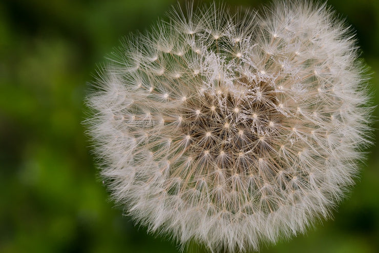 Fotótapéták The dandelion in nature