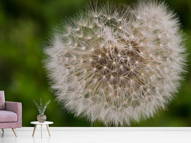 Fotótapéták The dandelion in nature