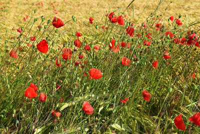 Fotótapéták The poppy in the wind