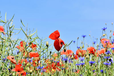 Fotótapéták The poppy in the flower meadow