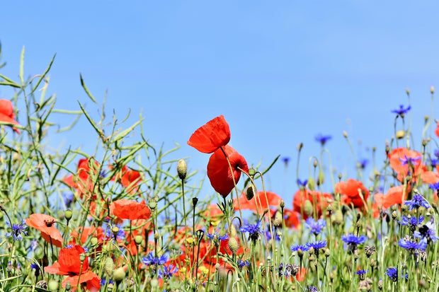 Fotótapéták The poppy in the flower meadow