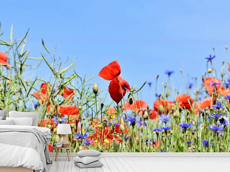 Fotótapéták The poppy in the flower meadow