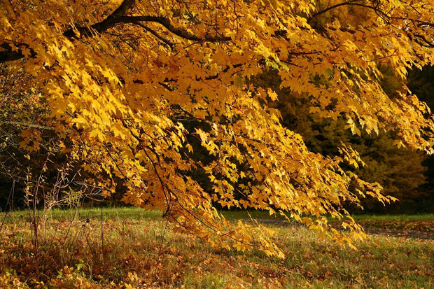 Fotótapéták The magnificent autumn tree