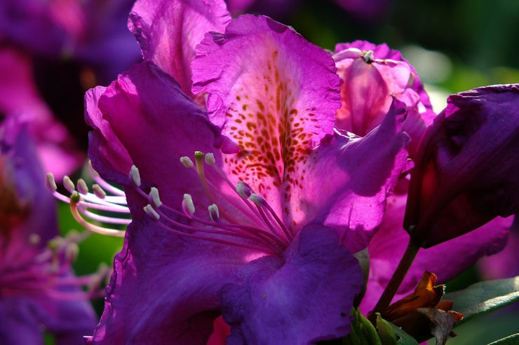 Fotótapéták The rhododendron