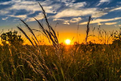 Fotótapéták The sunset on the field