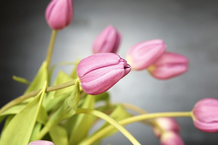 Fotótapéták The tulip bouquet in pink