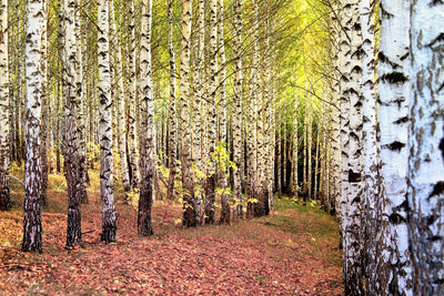Fotótapéták the path between birches