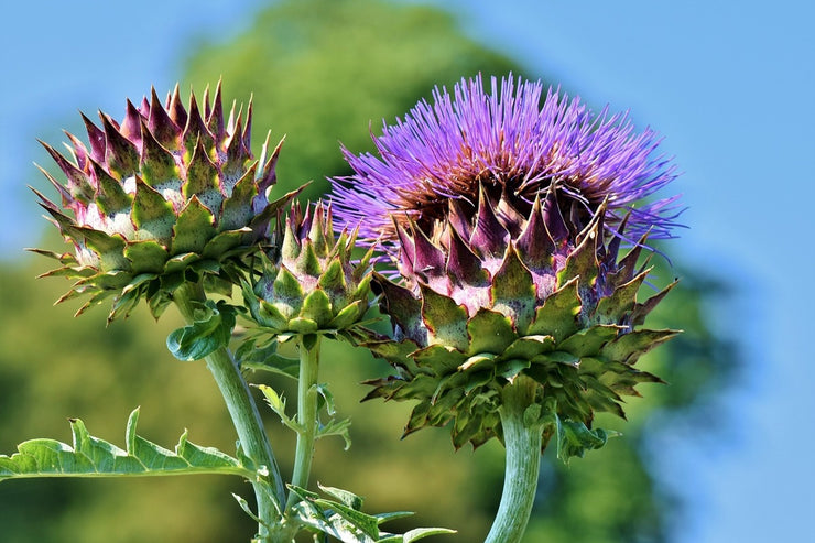 Fotótapéták The artichoke XL