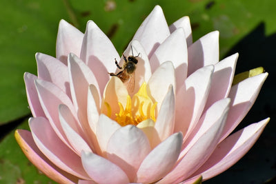 Fotótapéták The bee on the water lily