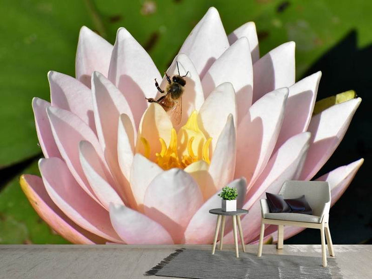 Fotótapéták The bee on the water lily