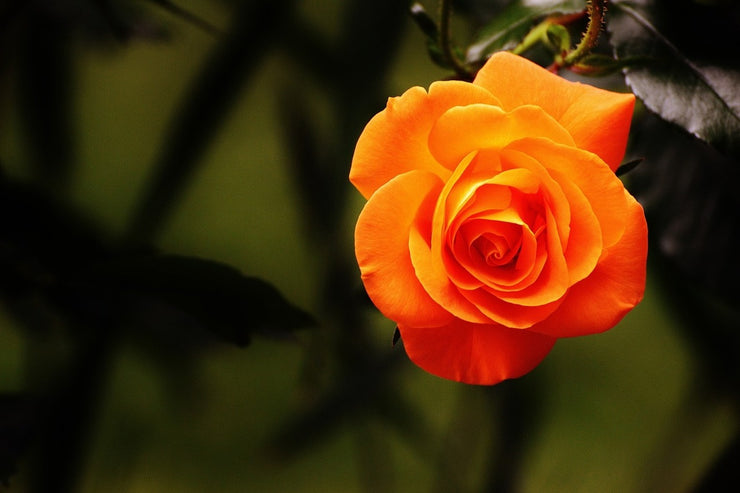 Fotótapéták The blossom of the rose