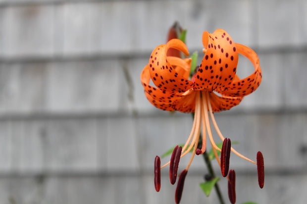 Fotótapéták The blossom of the Tiger Lily